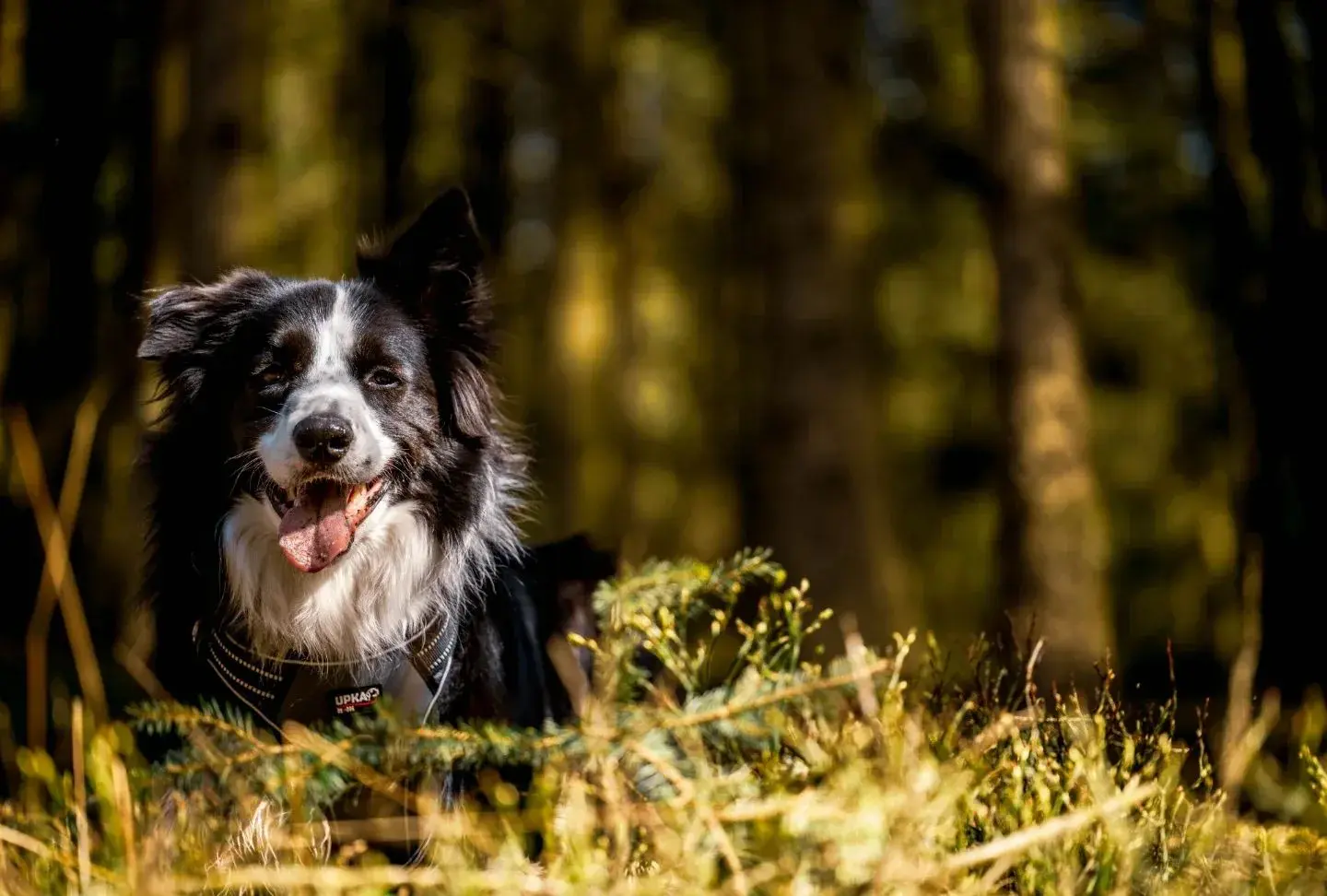 Portrait naturel d’un border collie assis dans une forêt baignée de lumière