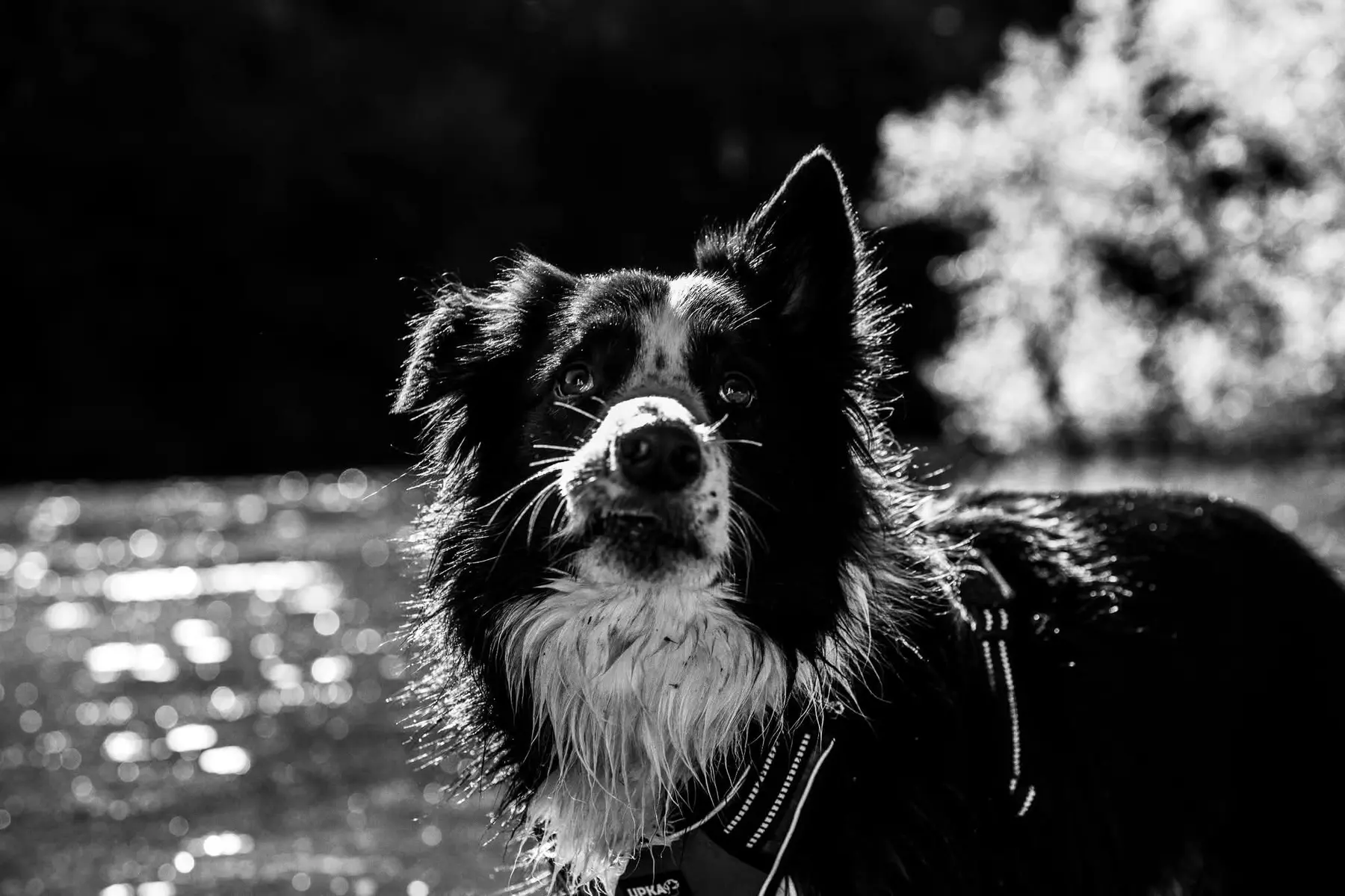 Portrait expressif en noir et blanc d’un border collie au bord de l’eau