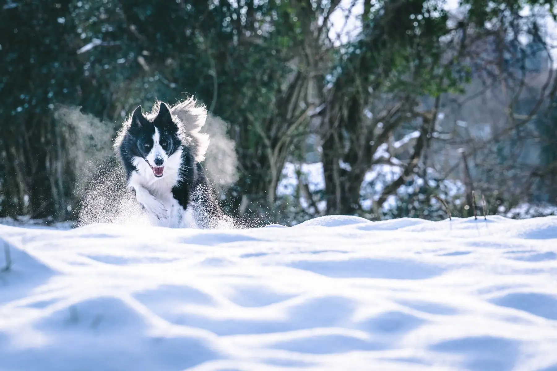 Border collie bondissant à travers la neige dans un décor boisé