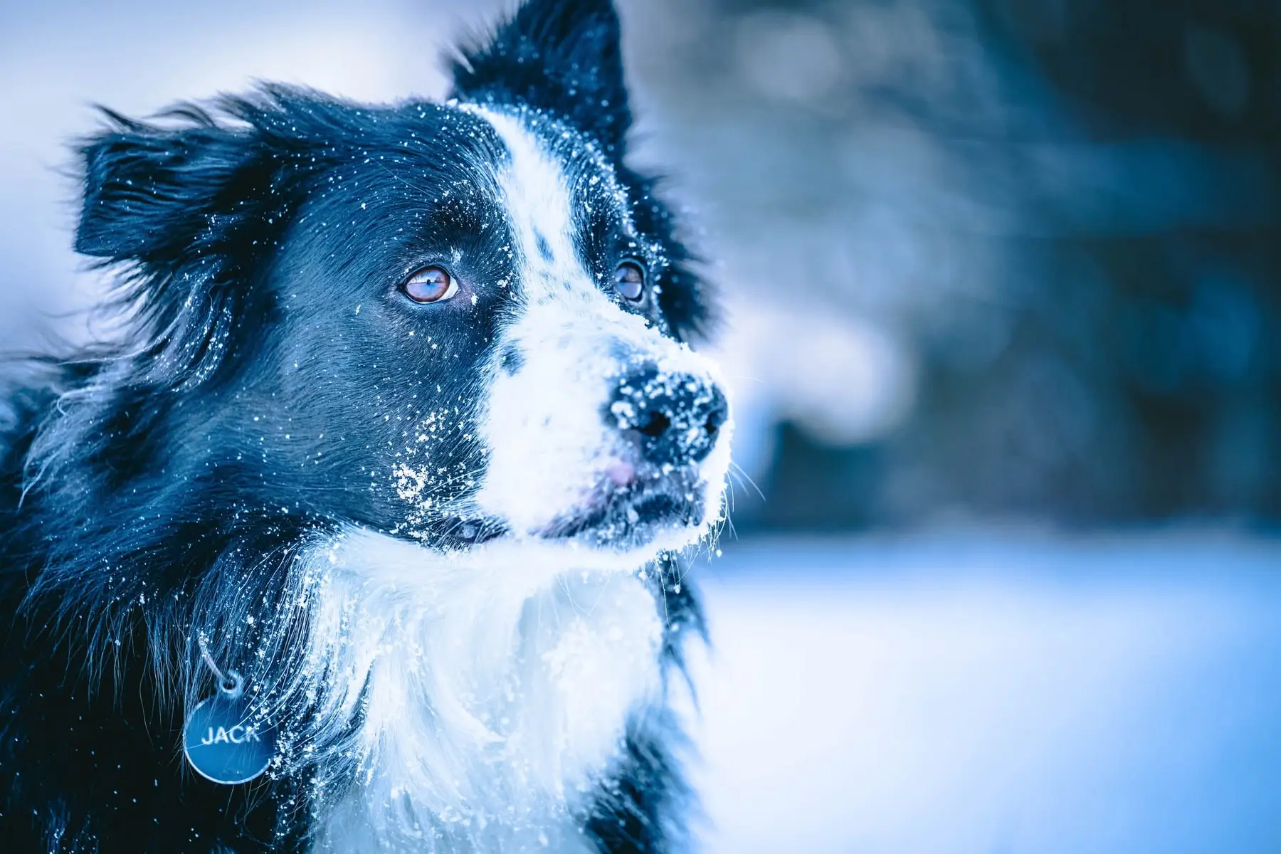 Portrait rapproché d’un border collie au museau couvert de neige